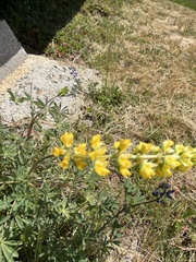 Lupinus luteolus