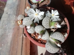 Lithops
