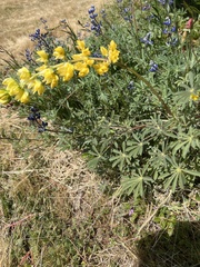 Lupinus luteolus