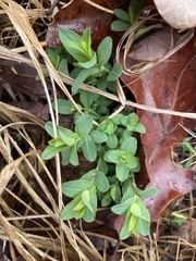 Hypericum pseudomaculatum