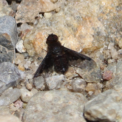 Hemipenthes seminiger