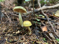 Cortinarius austrovenetus