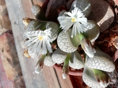 Lithops