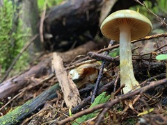 Cortinarius austrovenetus