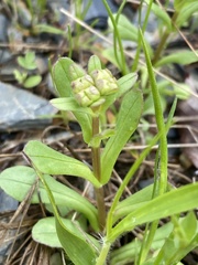 Valerianella nuttallii