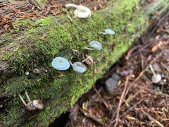 Mycena interrupta