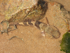 Tridentiger barbatus