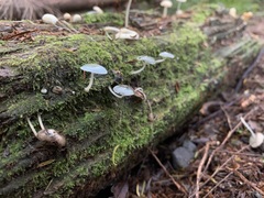 Mycena interrupta