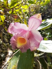Sobralia ecuadorana