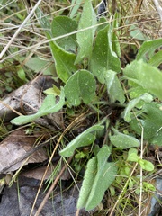 Symphyotrichum anomalum