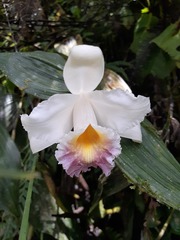 Sobralia ecuadorana