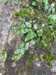 Microgramma heterophylla