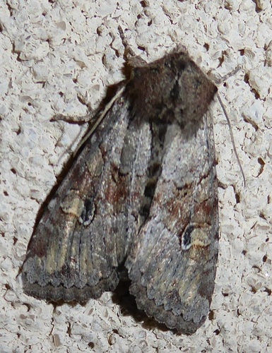 Grūdinis pelėdgalvis nuotrauka