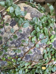 Microgramma heterophylla