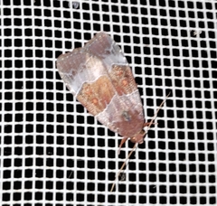 Hampsonodes