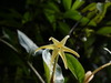 Hillia macrophylla - Photo (c) Holger Beck, algunos derechos reservados (CC BY-NC), subido por Holger Beck