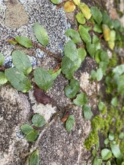 Microgramma heterophylla