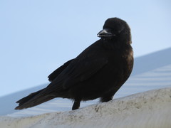 Corvus brachyrhynchos