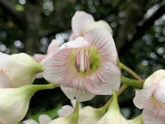 Bretschneidera sinensis