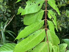 Bretschneidera sinensis
