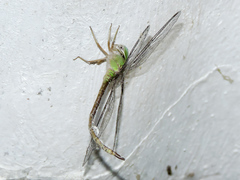 Triacanthagyna septima