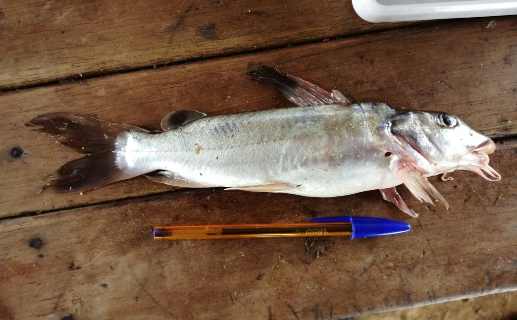 Donkere claroteid-meerval (Chrysichthys maurus) — Claroteidae