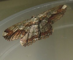 Menophra serrataria