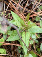 Monarda stipitatoglandulosa