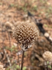 Monarda stipitatoglandulosa