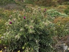 Cirsium andrewsii
