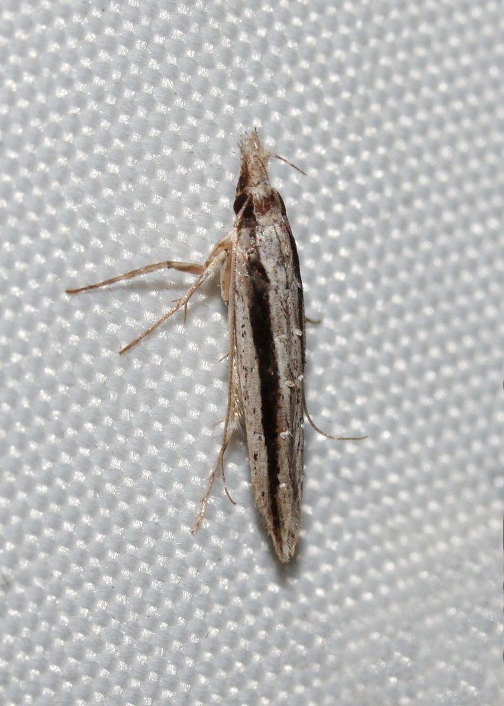 Trachydora peroneta