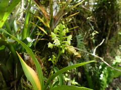 Polystachya concreta