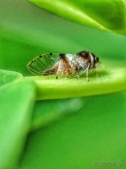 Psylloidea
