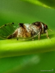 Psylloidea