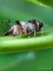Psylloidea