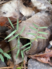Vicia minutiflora