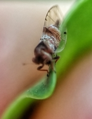 Psylloidea