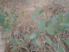 Eucalyptus decipiens