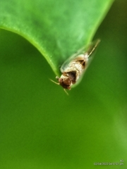 Psylloidea