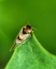 Psylloidea