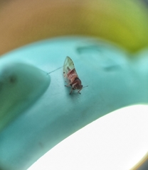 Psylloidea