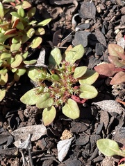 Chorizanthe aphanantha