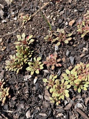 Chorizanthe aphanantha