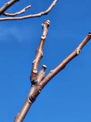 Ailanthus