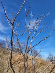 Ailanthus