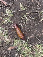 Abantiades atripalpis