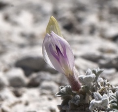 Astragalus phoenix
