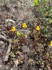 Erythranthe serpentinicola