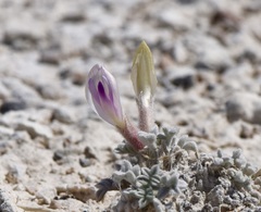 Astragalus phoenix