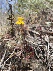 Erythranthe serpentinicola